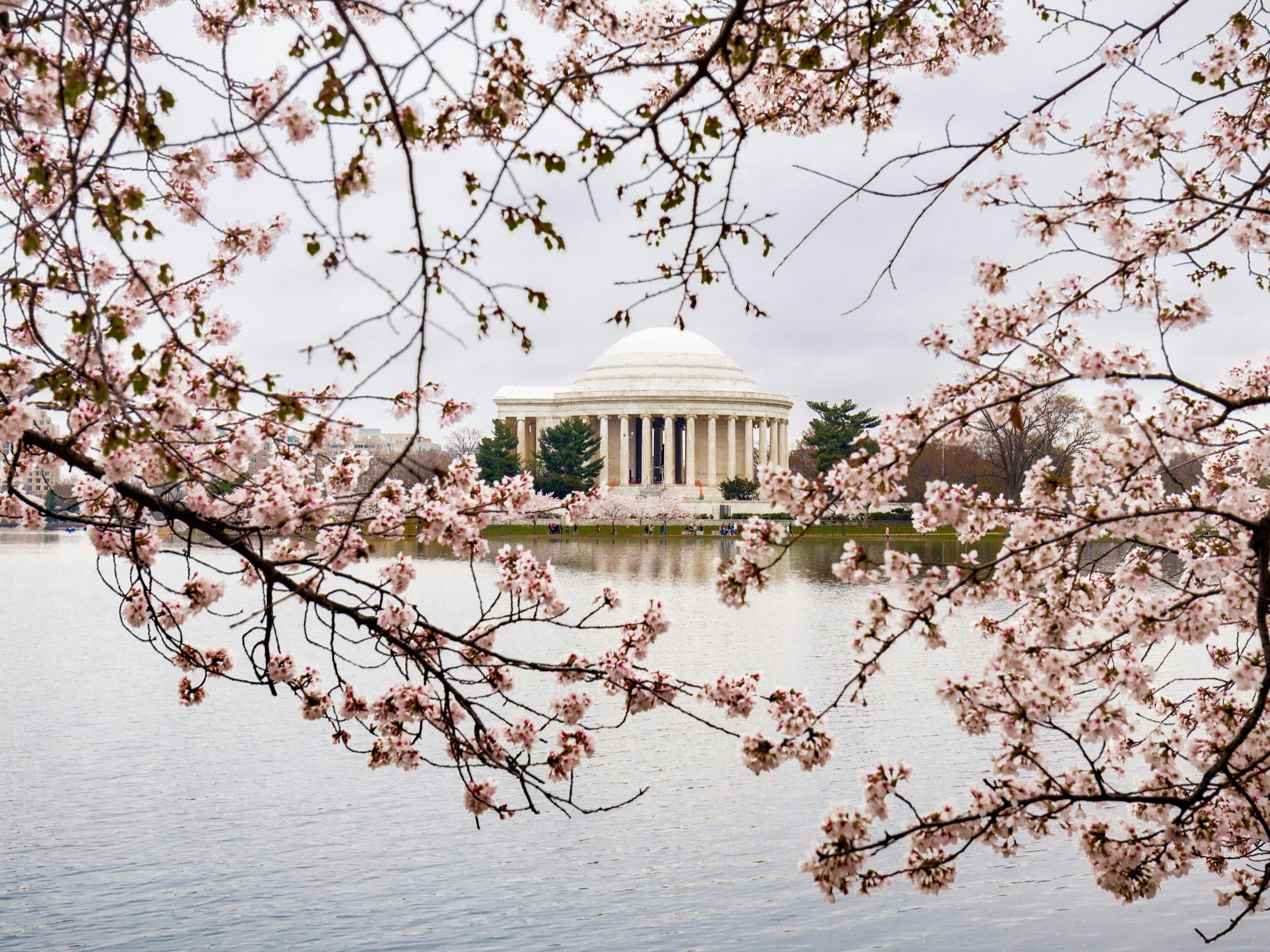 Photo: cherry blossoms in DC (a gift to USA from Japan)